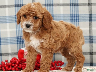 Cavapoo dogs Joey - Ad 33