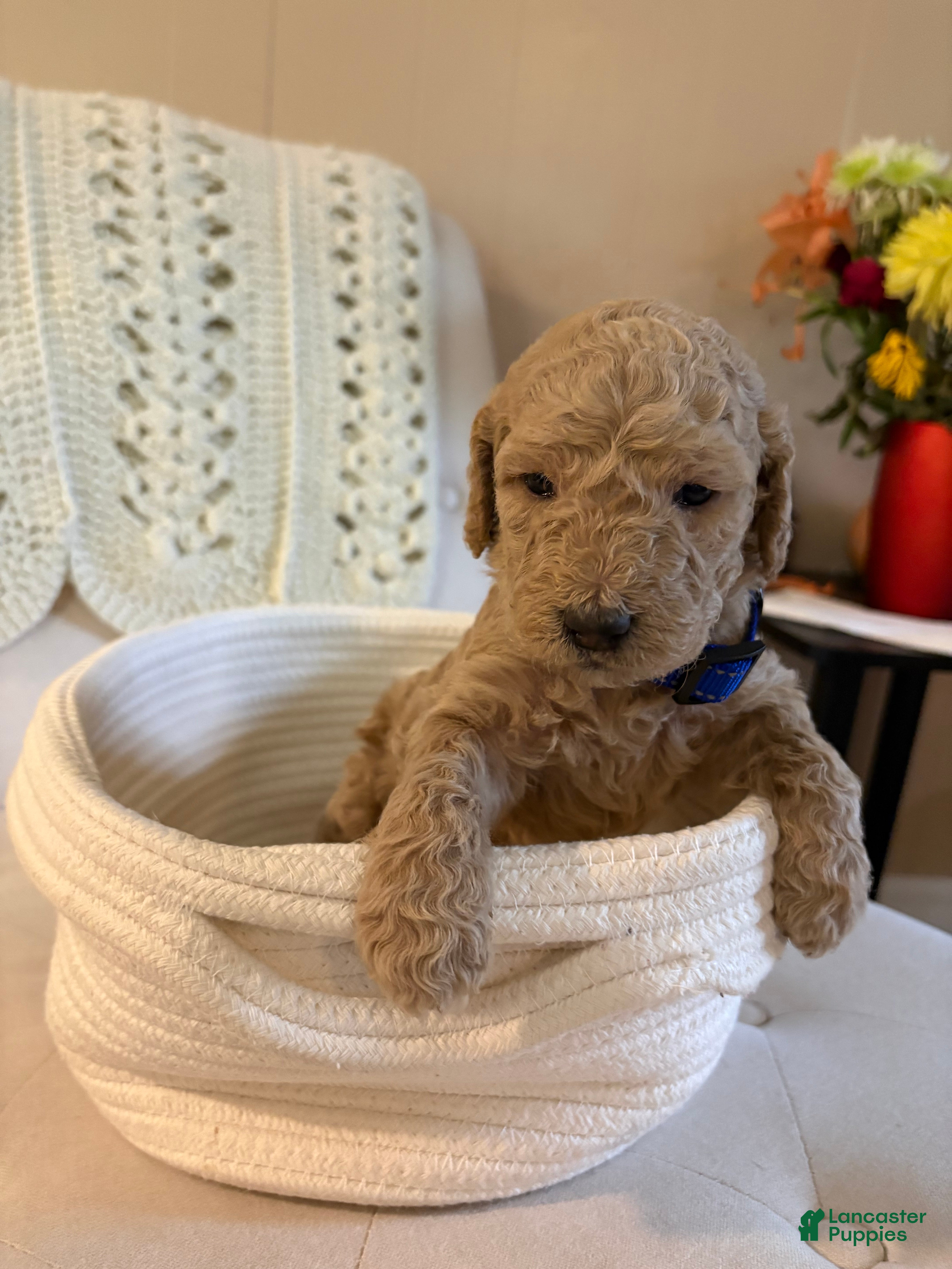 Goldendoodle dogs Goldendoodle blue collar - Ad 2