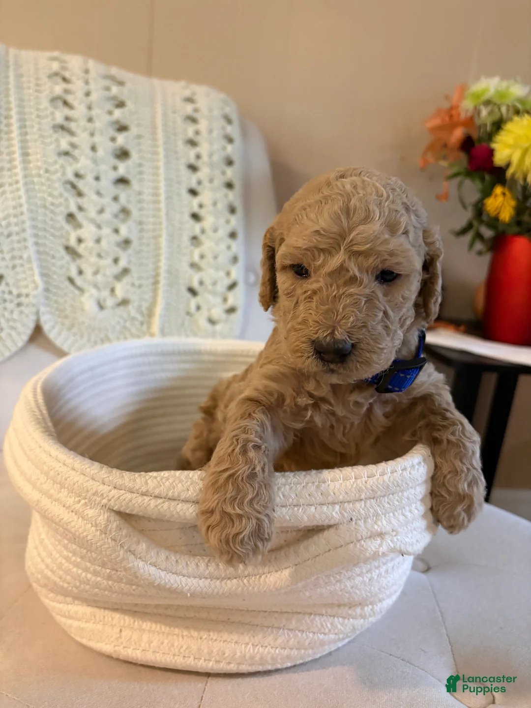 Goldendoodle dogs for sale: Goldendoodle blue collar - Ad 2