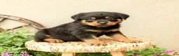 Rottweiler dogs for sale: Robby - Ad 4