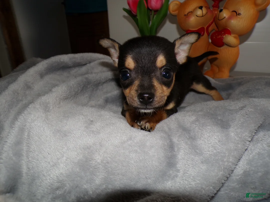Chihuahua dogs for sale: Chihuahua Puppy 1 Lincoln - Ad 3