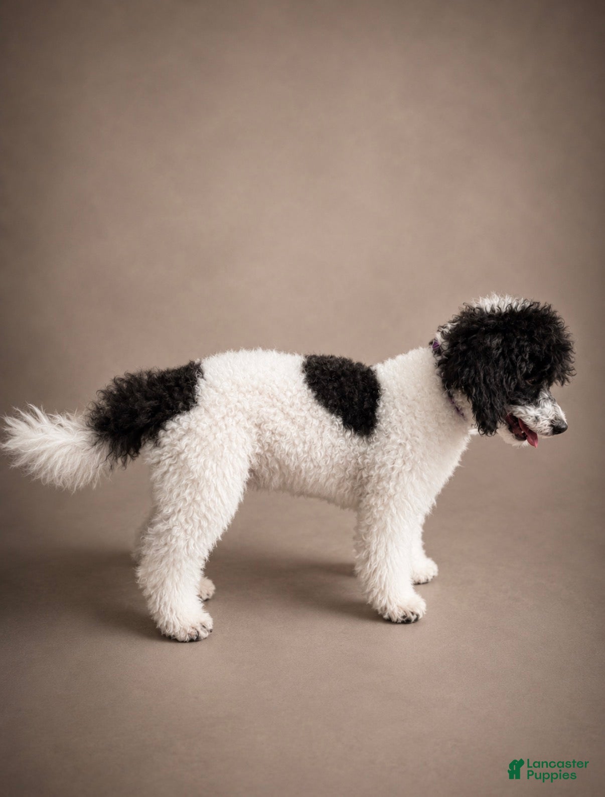Miniature Poodle dogs Meadow - Ad 2