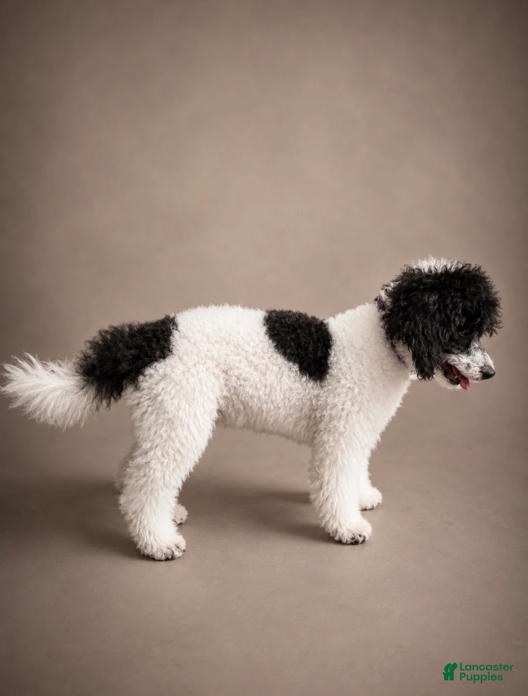 Miniature Poodle dogs for sale: Meadow - Ad 2