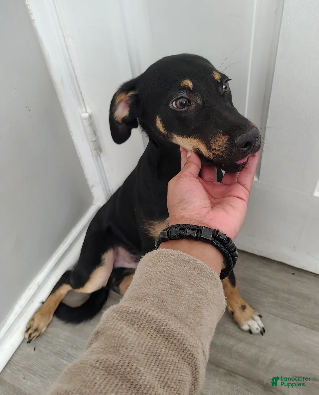 Mixed Breed dogs for sale: Mixed Breed 1 - Ad 2