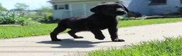 Labrador Retriever dogs for sale: Labrador Retriever Winston - Ad 17