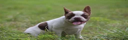 French Bulldog dogs for sale: Bentley / boy - Ad 2
