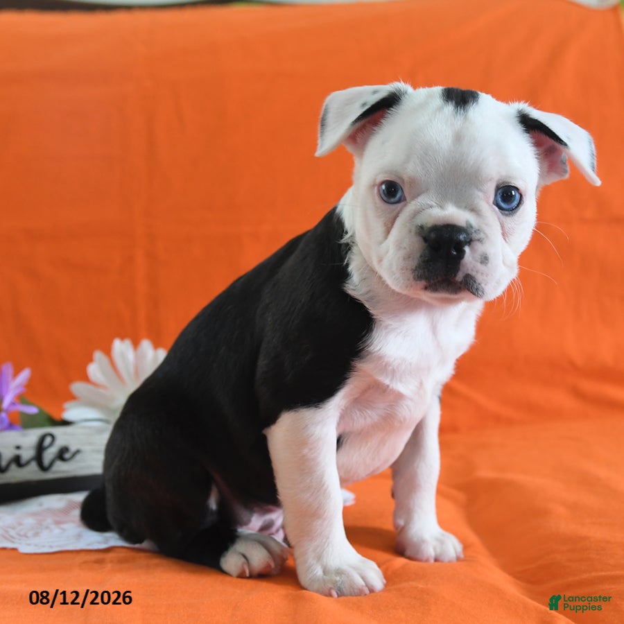 Boston Terrier dogs Anthony - Ad 2