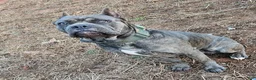 Cane Corso dogs for stud: Bam bam Italian cane corso  - Ad 5