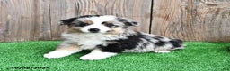 Miniature Australian Shepherd dogs for sale: Ripple - Ad 2