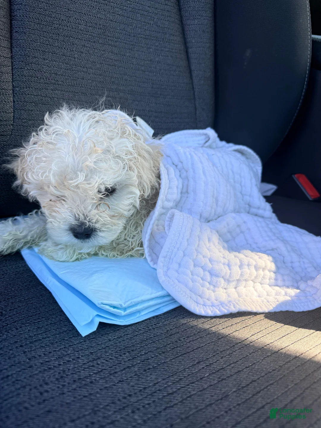 Shihpoo dogs for sale: Shihpoo Puppy 1 - Ad 3