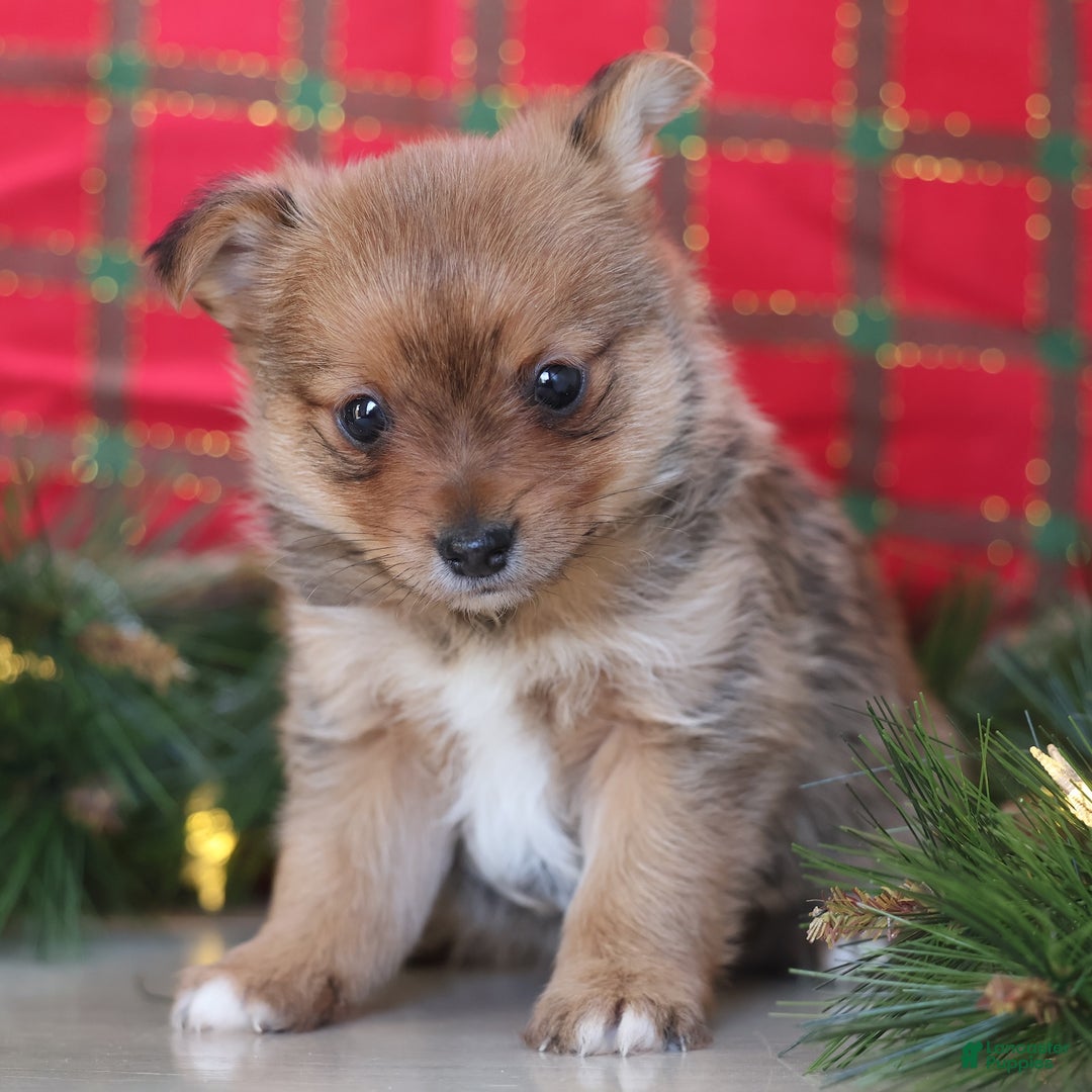 Mixed Breed dogs for sale: Starr - Ad 5