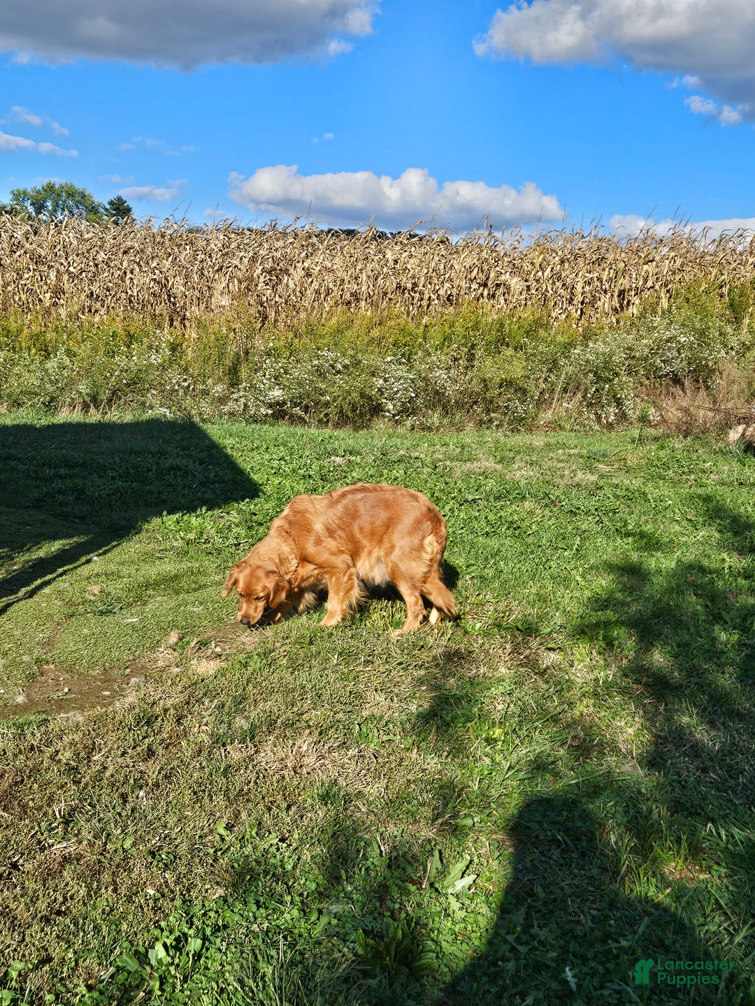 Golden Retriever dogs for sale: Charlie - Ad 8