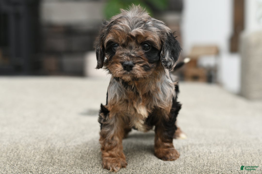 Cavapoo dogs for sale: Dixie - Ad 4
