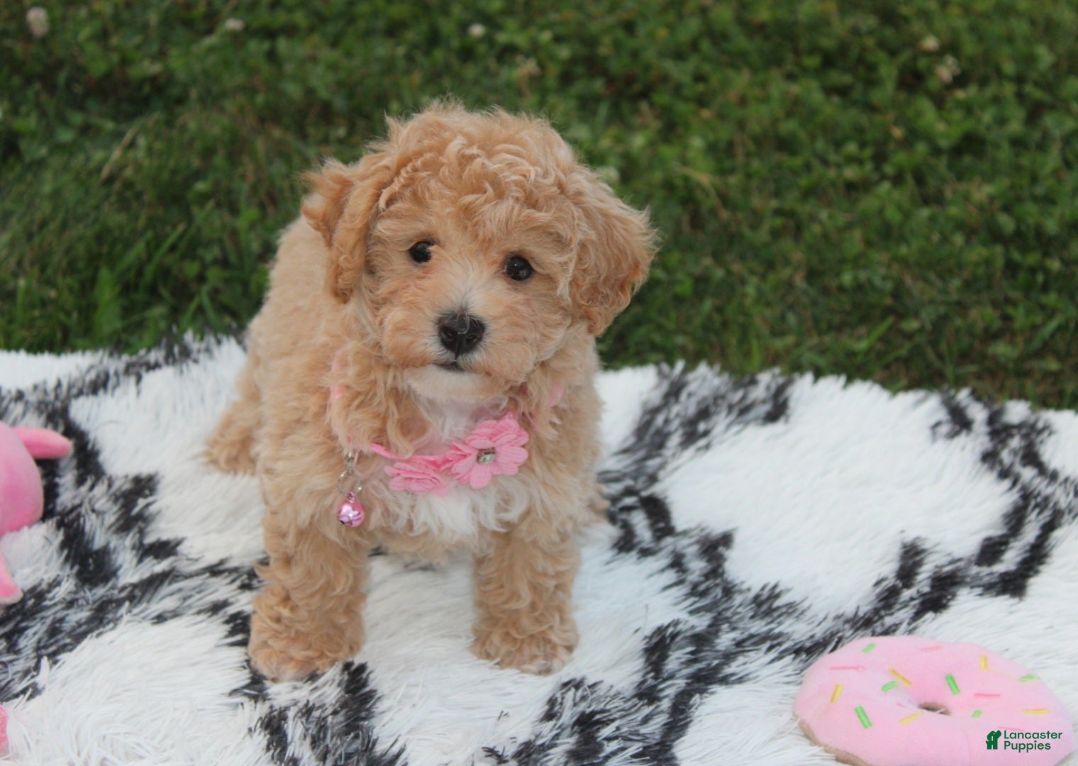 Bichpoo dogs Aubrey - Ad 1