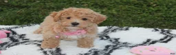 Bichpoo dogs for sale: Aubrey - Ad 12
