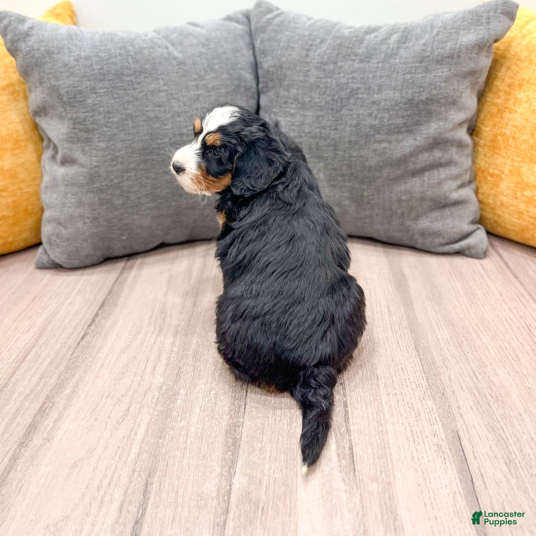 Mini Bernedoodle dogs for sale: Skye - Ad 5