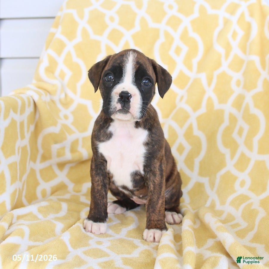 Boxer dogs for sale: Ava   - Ad 3