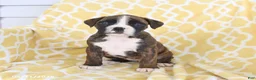 Boxer dogs for sale: Ava   - Ad 1