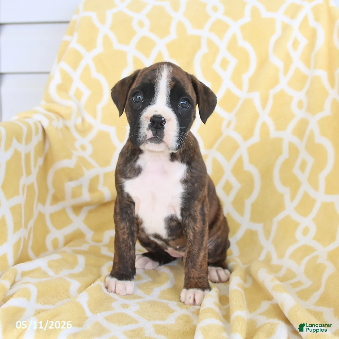 Boxer dogs for sale: Ava   - Ad 1