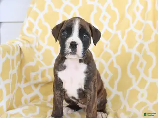 Boxer dogs for sale: Ava - Ad 3