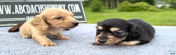 Miniature Dachshund dogs for sale: South African AKC  - Ad 9