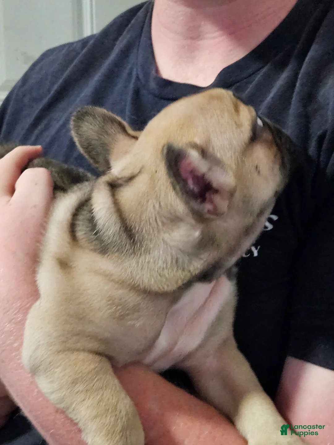 French Bulldog dogs for sale: French Bulldog Puppy 3 - Ad 1