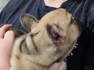 French Bulldog dogs for sale: French Bulldog Puppy 3 - Ad 2