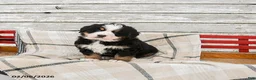 Bernese Mountain Dog dogs for sale: Max - Ad 1