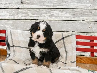 Bernese Mountain Dog dogs Max - Ad 14
