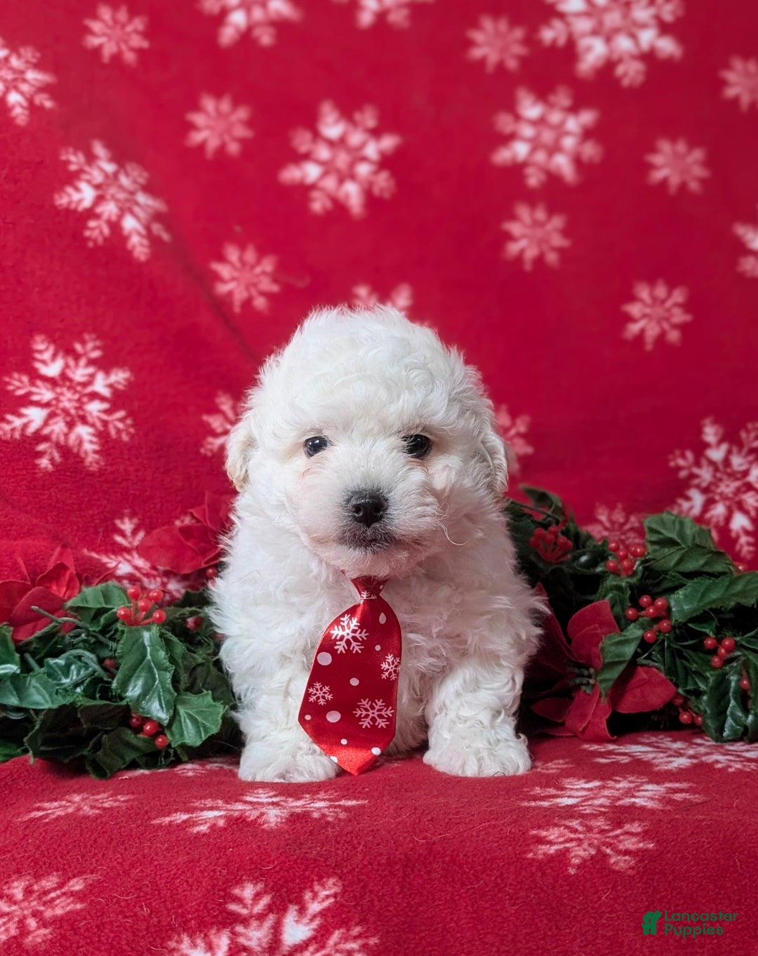 Bichon Frise dogs for sale: Bolton - Ad 3