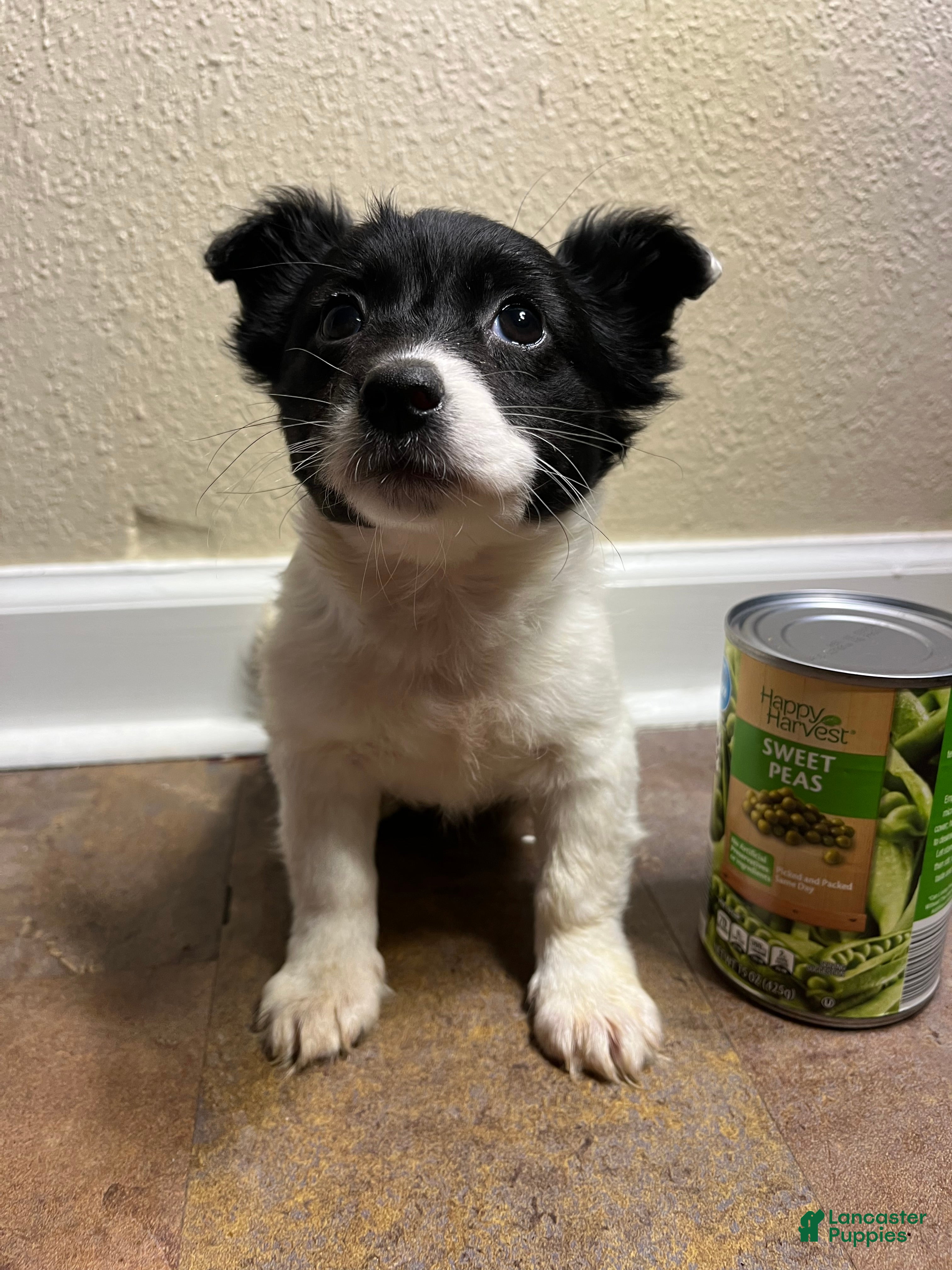 Chihuahua dogs Long Hair-Abby - Ad 35