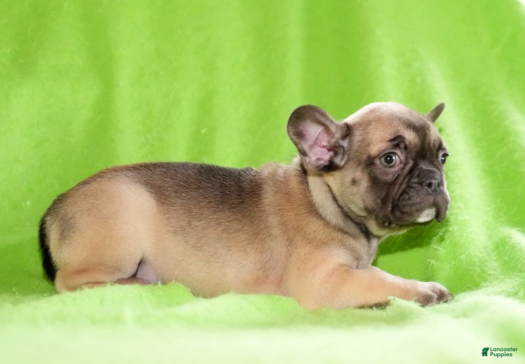 French Bulldog dogs for sale: Cassie - Ad 4