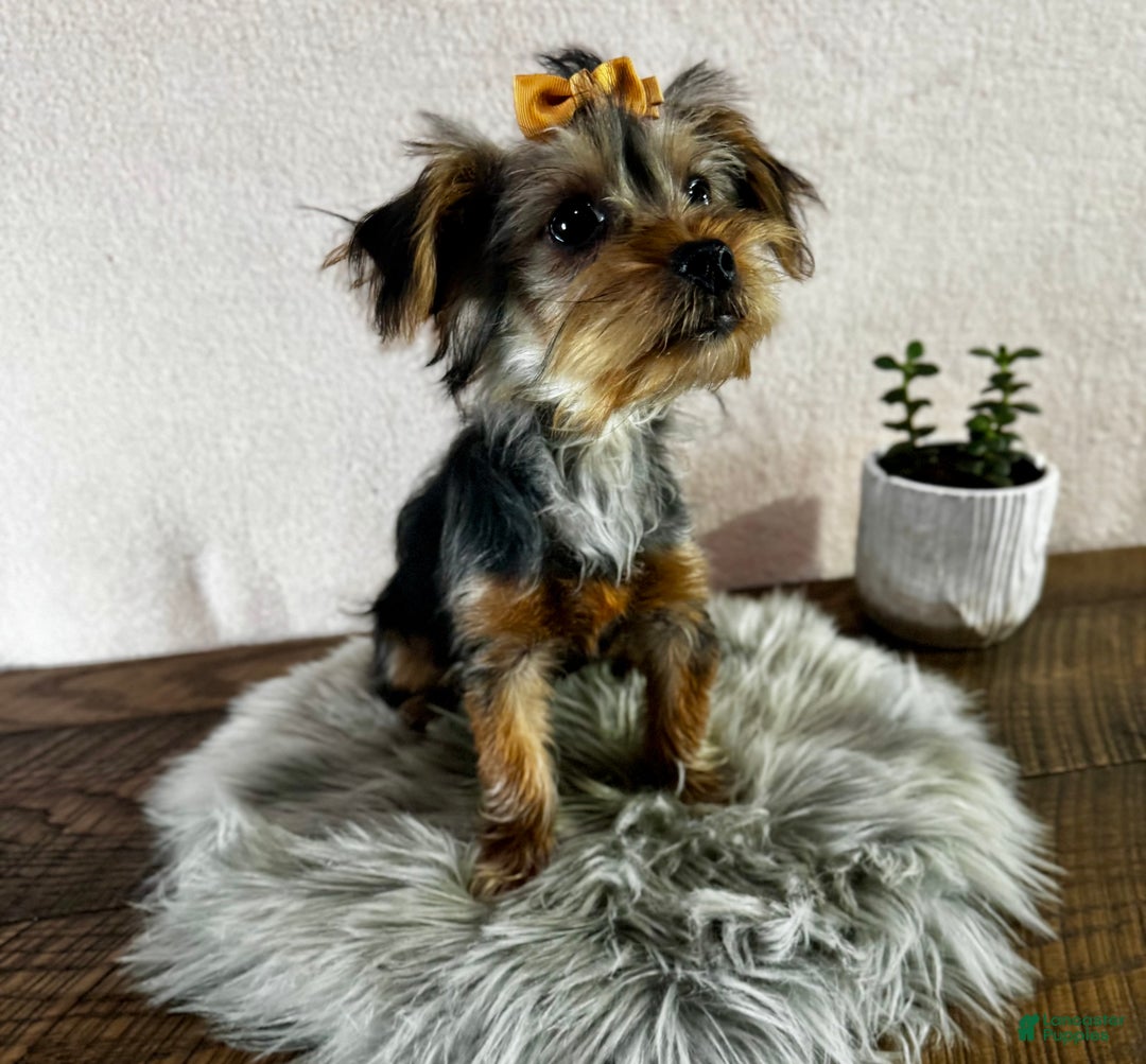 Yorkshire Terrier dogs for sale: Hallie - Ad 12