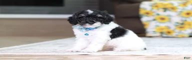 Maverick