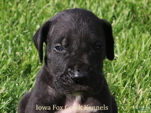 Great Dane dogs Moose - Ad 39