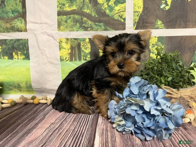 Yorkshire Terrier dogs Levi - Ad 2