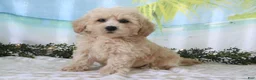 Cavapoo dogs for sale: Tristen - Ad 4