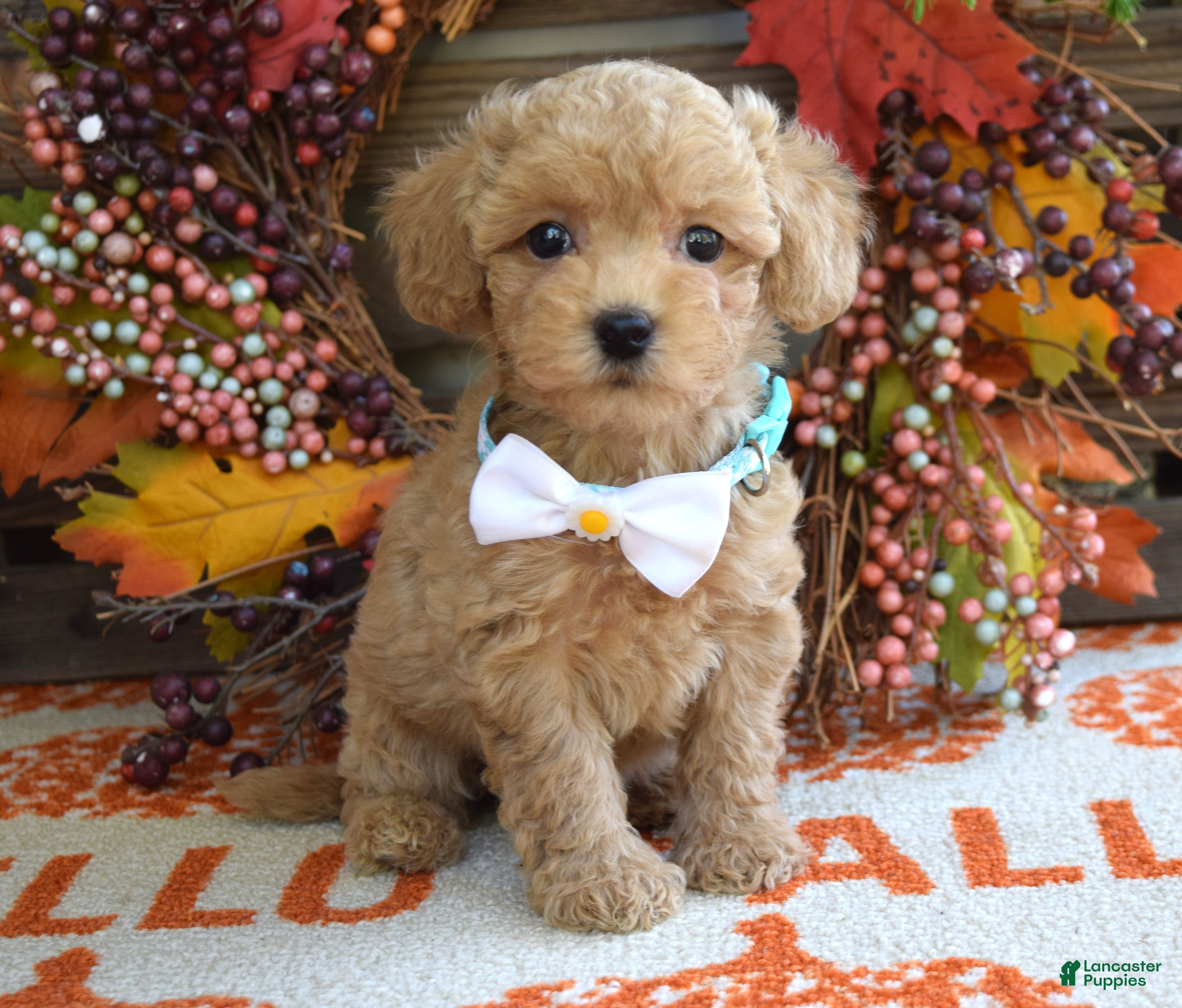 Maltipoo dogs Molly - Ad 2