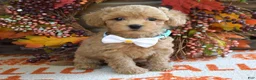 Maltipoo dogs for sale: Molly - Ad 2