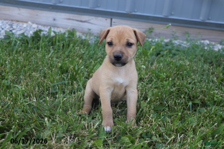 Mixed Breed dogs Daisy - Ad 1