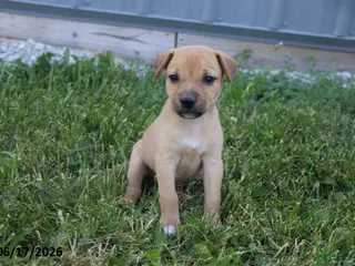 Mixed Breed dogs for sale: Daisy - Ad 3