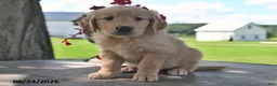 Golden Retriever dogs for sale: Tawny - Ad 4