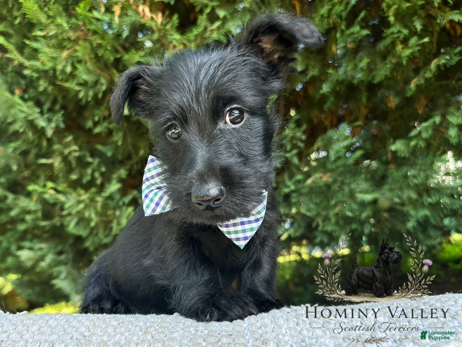 Scottish Terrier dogs Laird-AKC-HealthTestedParents - Ad 1