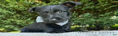 Laird-AKC-HealthTestedParents