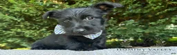 Scottish Terrier dogs for sale: Laird-AKC-HealthTestedParents - Ad 1
