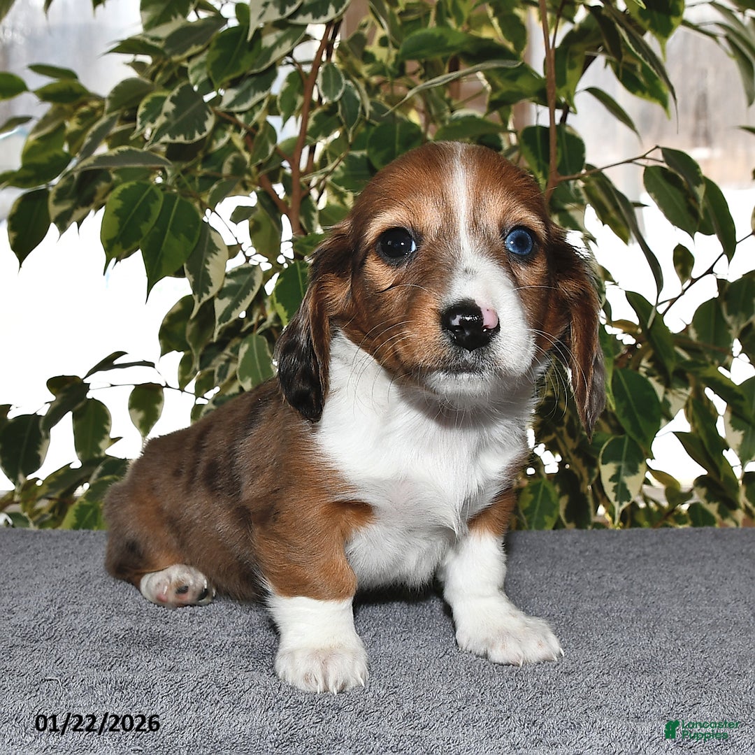 Miniature Dachshund dogs for sale: Millie - Ad 3