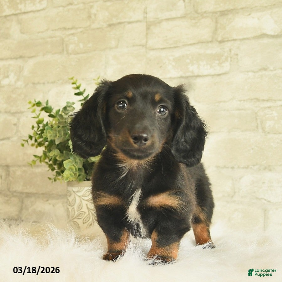 Miniature Dachshund dogs Bentley  - Ad 1