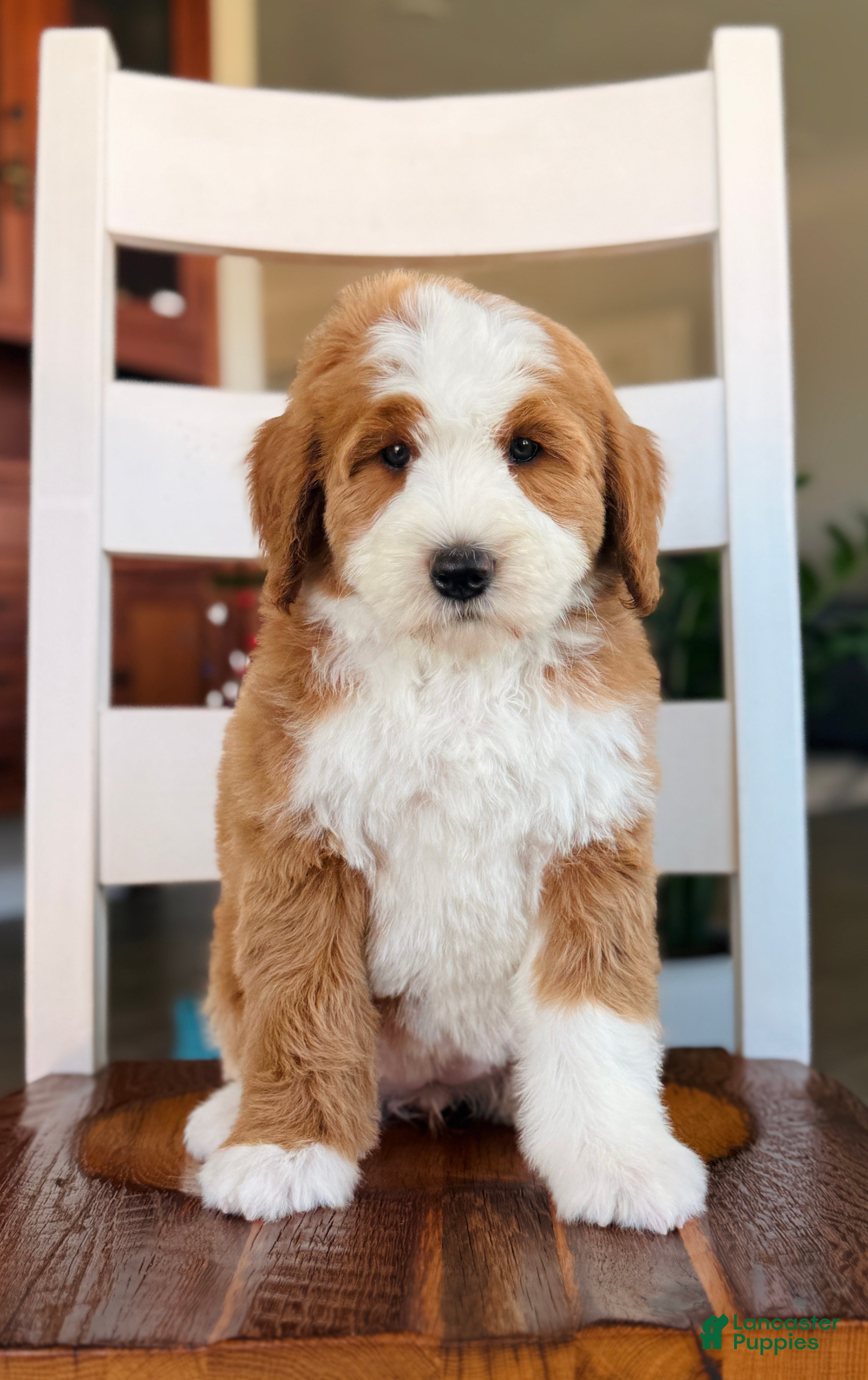 Bernedoodle dogs Maddie - Ad 2