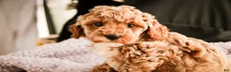 Miniature Poodle dogs for sale: Jade - Ad 5