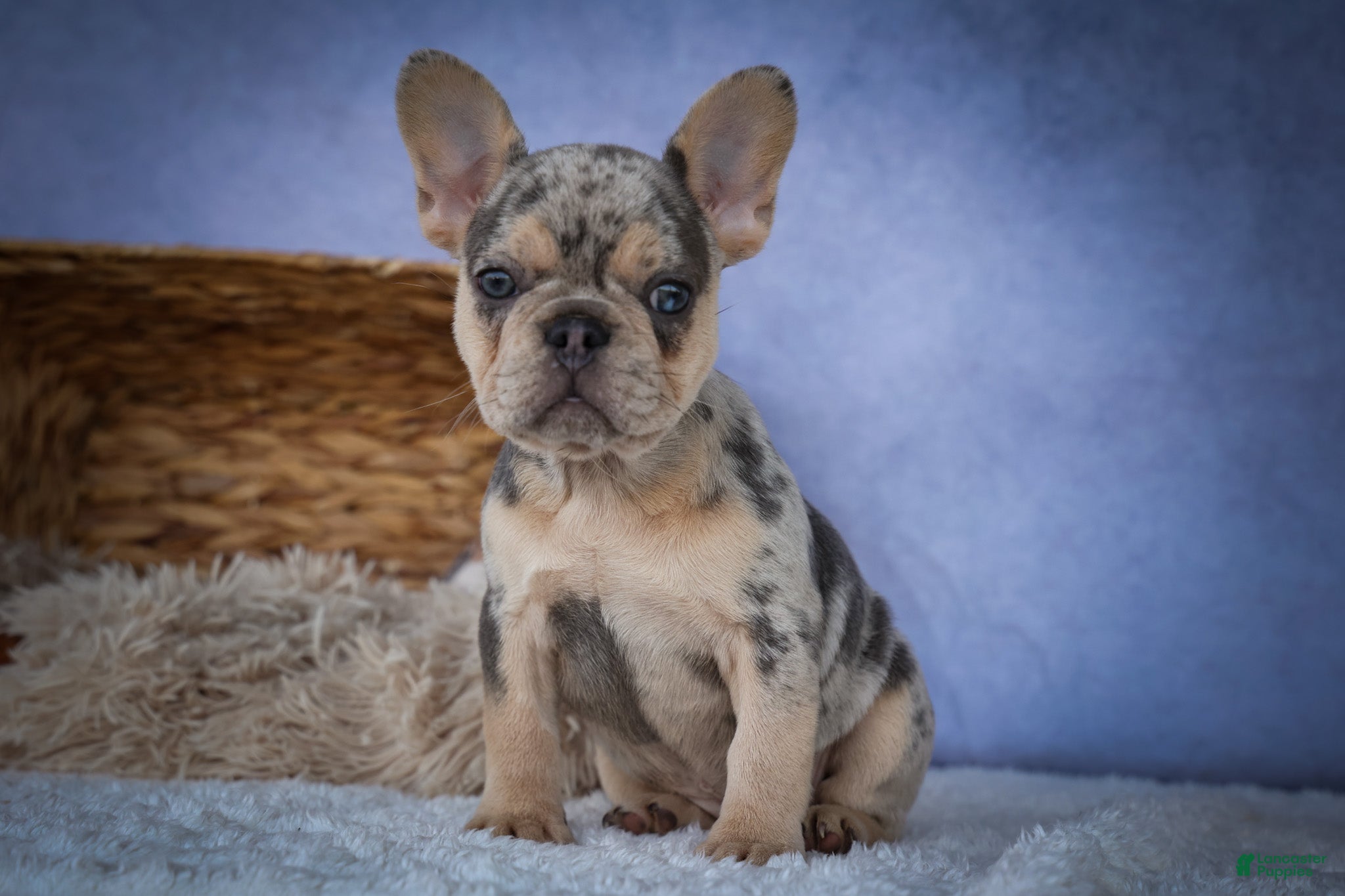 French Bulldog dogs for sale: Tinsley🎀 - Ad 1